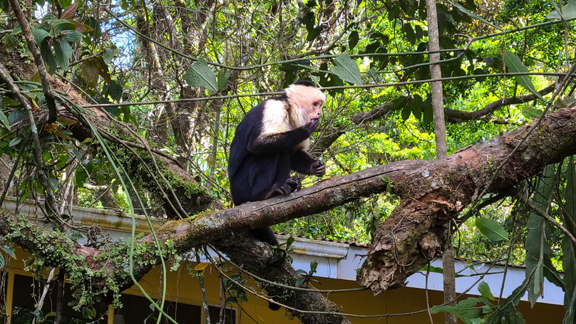 Costa Rica 2022, pt. 2