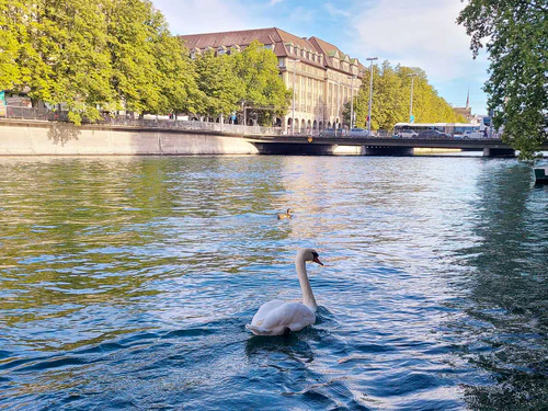 Zurich is pretty swanky, dont'cha think? 🦢