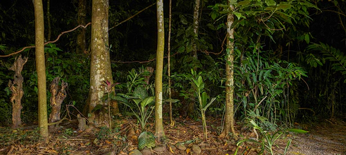 Peering into the darkness at the Arenal Oasis Eco Lodge