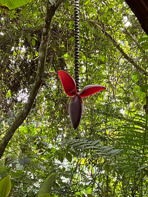 Bananna plant?