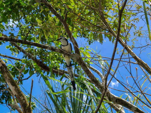 Fancy blue jay.