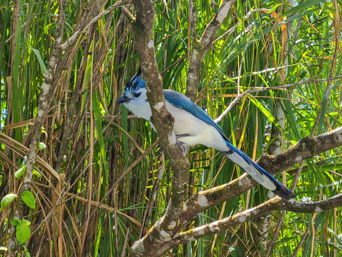 Fancy-ass blue jay: not impressed either.