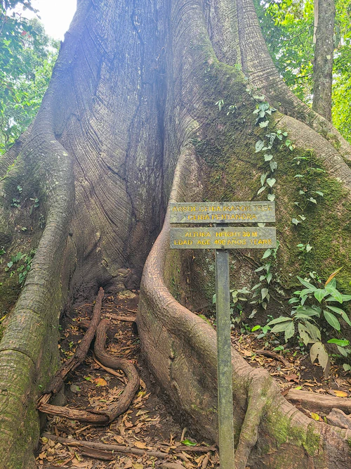 400 year old ceiba tree