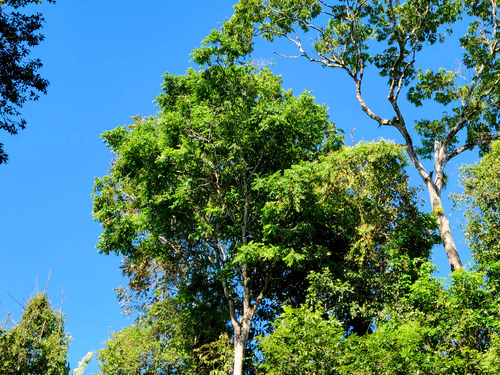 You can't see it but that tree is filled with howler monkeys