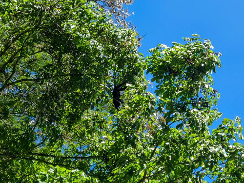 Definitely a monkey (howler monkey)