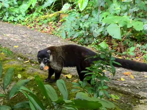 So it's a coati...