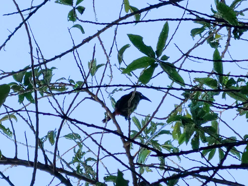 These little guys are emerald toucans