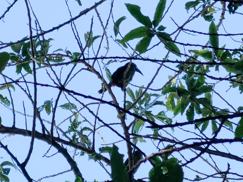 These little guys are emerald toucans