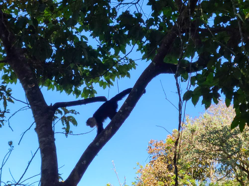 Monkey business continues over our breakfast