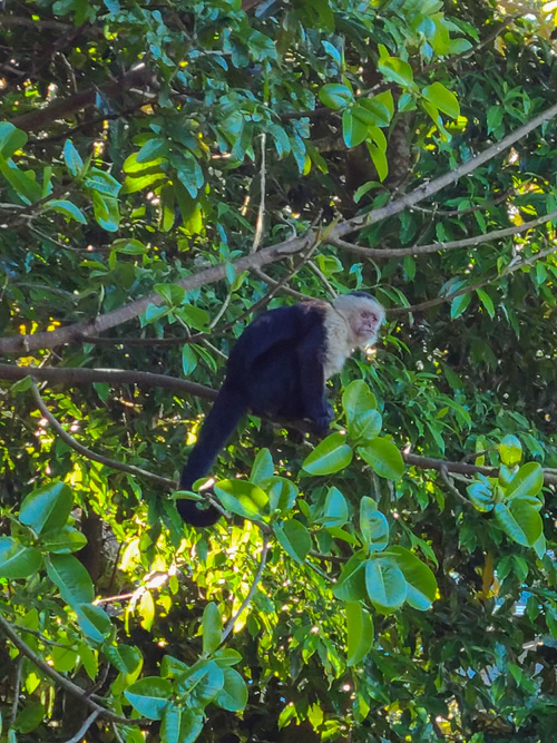 Monkey business continues over our breakfast