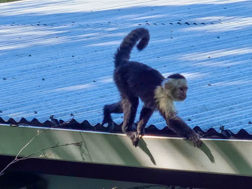 Monkey business continues over our breakfast