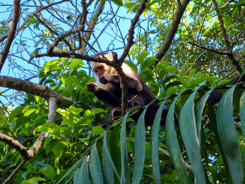 Monkey business continues over our breakfast