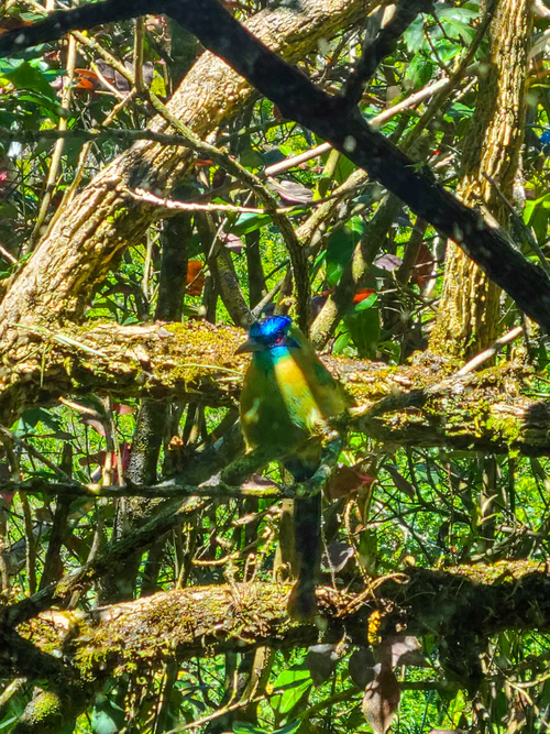 A blue crowned motmot visted us by the hot tub