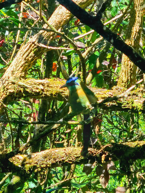 Blue crowned motmot