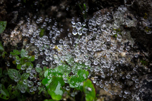 16_dewdrop_cobwebs.jpg